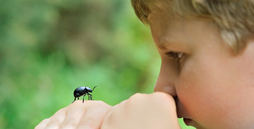 Insects and stings in the countryside: what to do if you have young children?